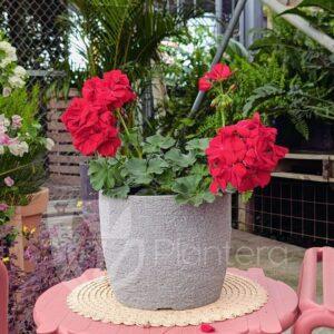 EUROPEA REDONDA JVER24O