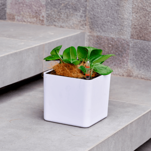 Maceta de Autorriego Cube Compact
